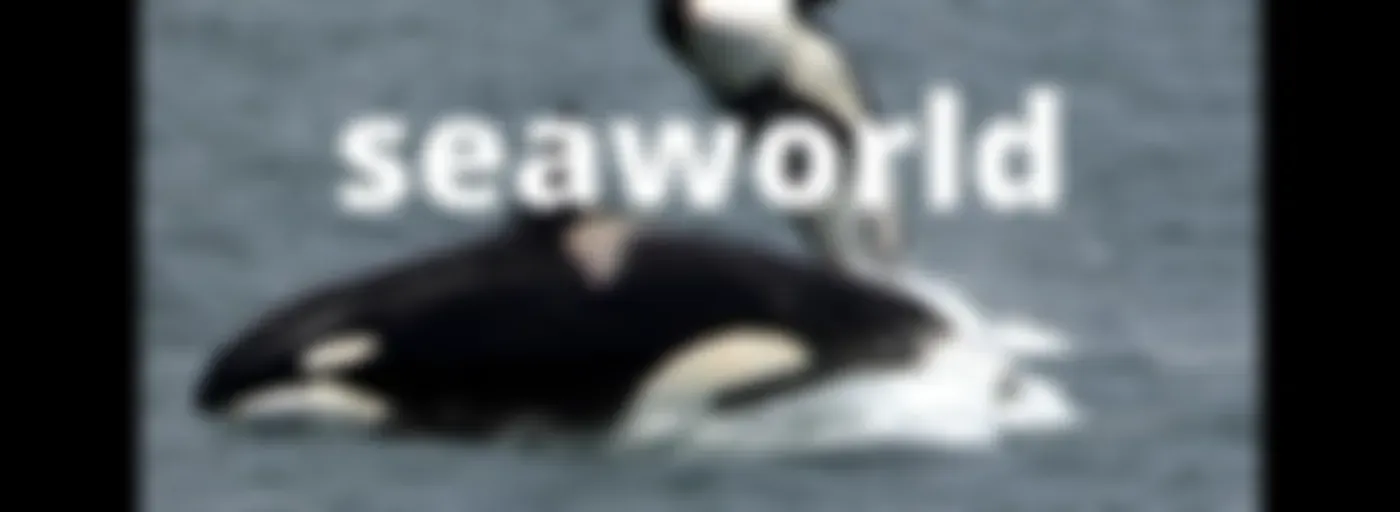 8 razones para no ir a seaworld