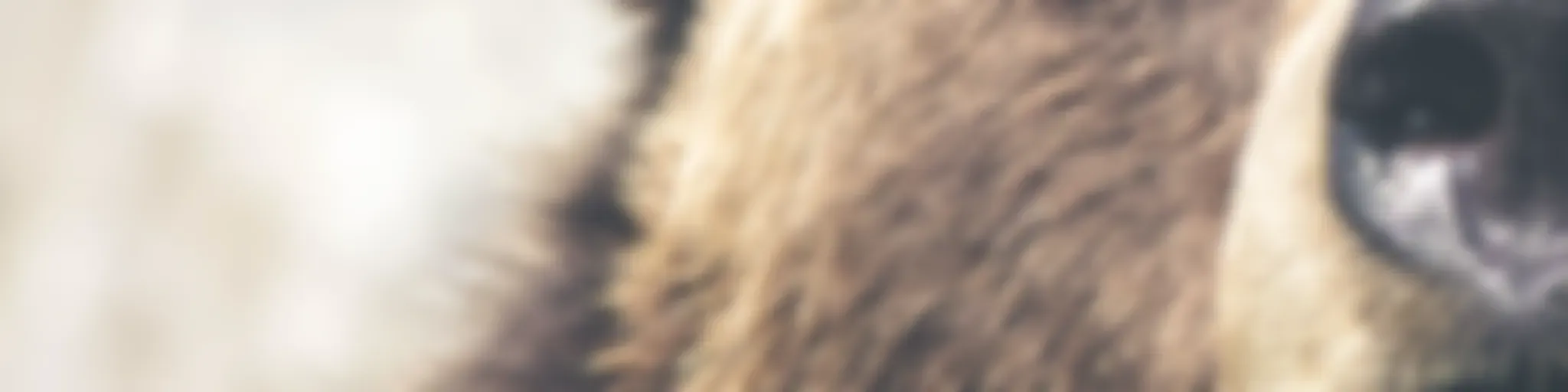 Enseñanzas de un Oso