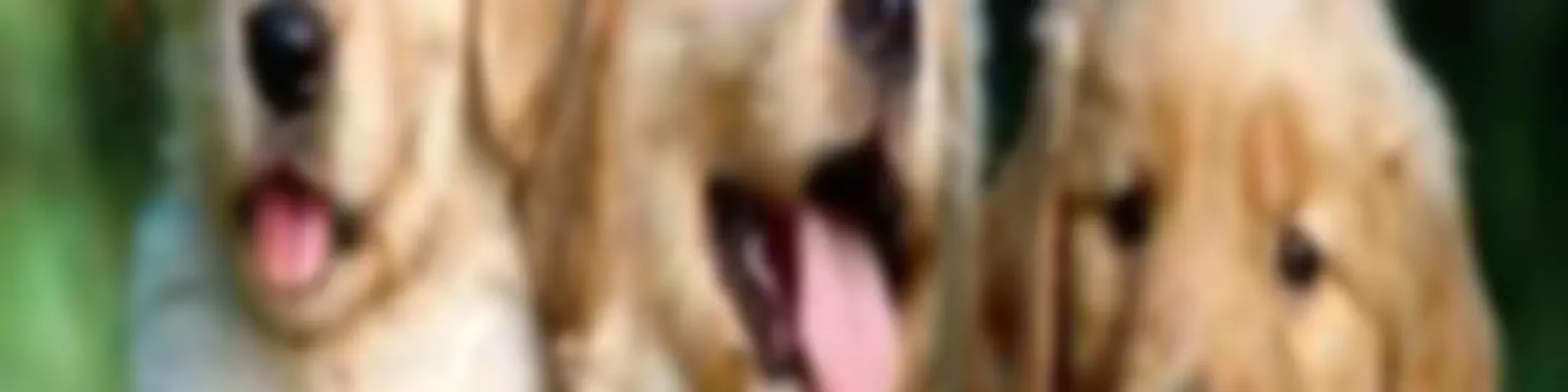 Campaña