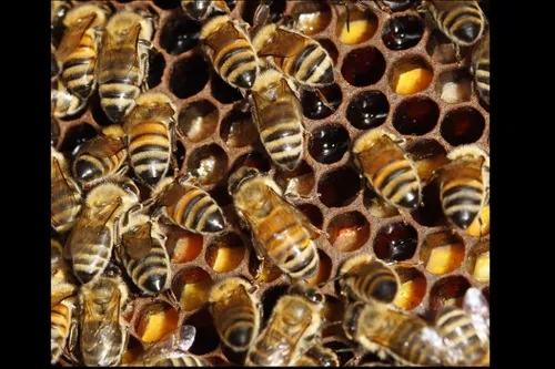 Hive Ulverstone Volunteer Sessions talk with Martin George