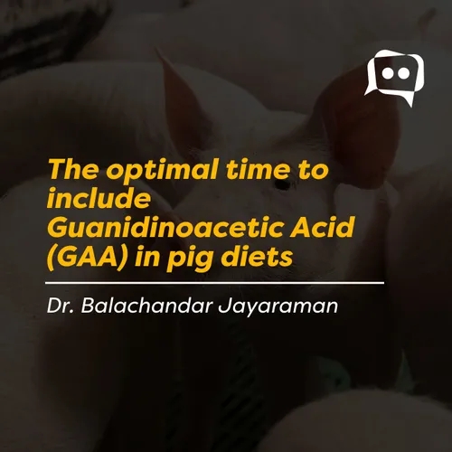 The optimal time to include Guanidinoacetic Acid (GAA) in pig diets - Dr. Balachandar Jayaraman