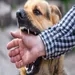 Understanding Rabies: Threat to Animals