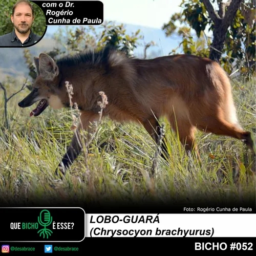 #vAPODN: lobo-guará (Chrysocyon brachyurus)