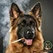 Smoke Signals: Why Secondhand Smoke Poses Risks for Older Dogs