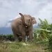 Living in harmony: lessons from elephant habitat restoration