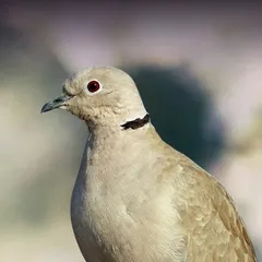 BirdsRelax