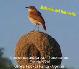 Malambo del hornerito