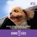 Dicas para Viajar com cachorro de carro - Sobre cães