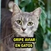 Plano Oculto:¡ ÚLTIMA HORA! La OMS intenta otra PLANDEMIA DE GRIPE AVIAR EN GATOS