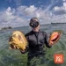 816: Helping Queen Conchs Mate In The Florida Keys