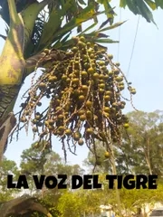 WWW.LAVOZDELTIGREHN.COM