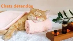 Gatos Relaxados
