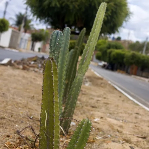 Bucólicas Mary Fioratti