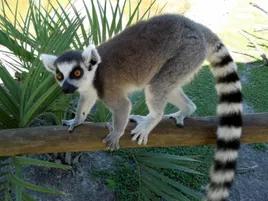 Lemurr73