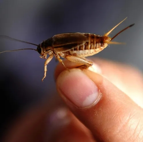 'Are You A Model?': Crickets Are So Hot Right Now