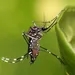 Casos de dengue aumentam em cinco estados do Brasil; em Minas Gerais, houve queda