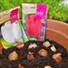 Meterse en un jardín | Cuándo y cómo plantar tulipanes y narcisos