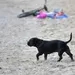 Caso Mata da Praia: saiba quais são as regras para passeios de pets!