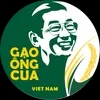 Gao ST25 Chinh Hang - Gao Ong Cua Podcast