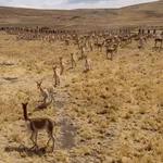Informe: Caspa en las fibras de vicuñas de la multicomunal de Picotani, Toma y Cambria