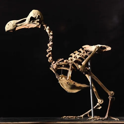 Could de-extincting the dodo help struggling species?