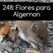 248: Flores para Algernon