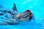 "Подсчёты шокируют, последствия не предсказать". Война убивает дельфинов в Чёрном море