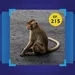ลิงลพบุรี ปัญหา ‘ลิงแก้แห’ ที่ควรแก้ได้ | 101 In Focus EP.215