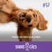 Fases da vida de um cachorro - Sobre Cães Podcast