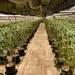 The Connection Between Chinese Money and Labor and U.S.-Grown Marijuana