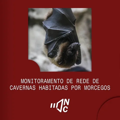 Monitoramento de redes de cavernas habitadas por morcegos