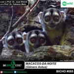 Bicho #085 – macacos-da-noite (Gênero Aotus)