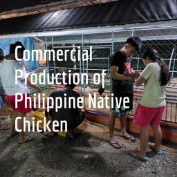 Commercial Production of Philippine Native Chicken