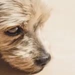 Cães morrem com suspeita de intoxicação após ingerir petiscos; veterinária fala sobre o assunto