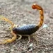Acidentes com animais peçonhentos: cuidado com os escorpiões!