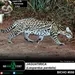#vAPODN: jaguatirica (Leopardus pardalis)