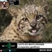#vAPODN: gato-do-mato-grande (Leopardus geoffroyi)