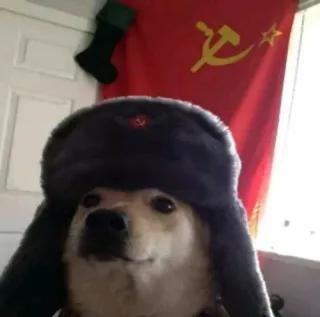 Dogo Comrade