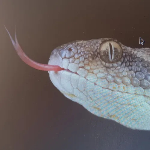 10 curiosidades sobre as cobras.