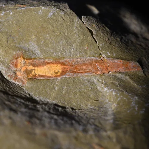 The Nightmarish Worm That Lived 25 Million Years Longer Than Researchers Thought