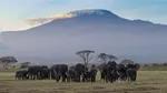Покорение Килиманджаро: на крышу Африки без подготовки и особых навыков