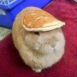 Pancake bunny FM