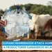 Darío Noticias- Gusano barredor ataca agresivamente a productores Nicaragüenses 