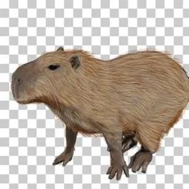 Capybara FM