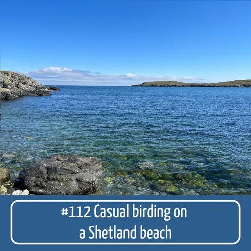 Casual Birding on a Shetland Beach #112
