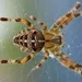 Cuidado com os animais peçonhentos: riscos das picadas de aranhas
