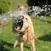 Da tosa ao banho: cuidados com os animais durante o calor