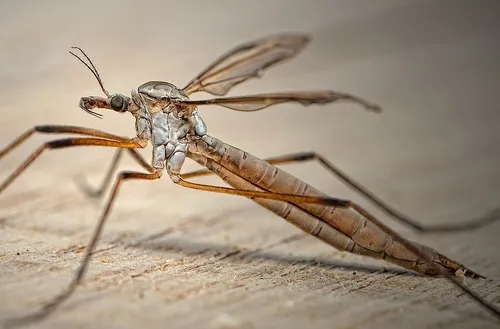 "Самые безобидные существа": правда и домыслы о малярийном комаре и не только