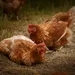 Warum schreien Hühner, nachdem sie ein Ei gelegt haben?