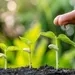 Plantar, regar e contemplar o crescimento 